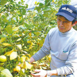 高校生がインタビュー：大崎上島の農業～若手を見守る匠